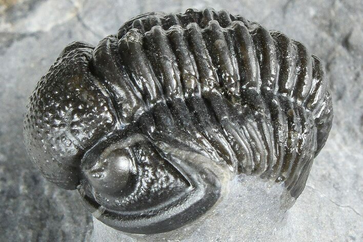 Curled Proetid (Gerastos) Trilobite Fossil - Morocco #363964